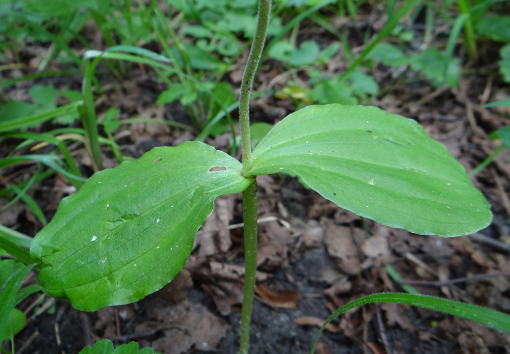 Image of Listera ovata specimen.