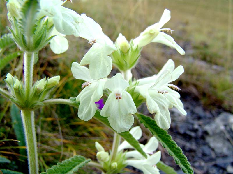 Image of Betonica nivea specimen.