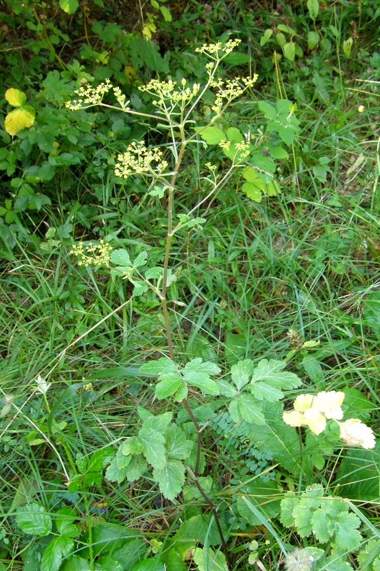 Image of Pastinaca umbrosa specimen.