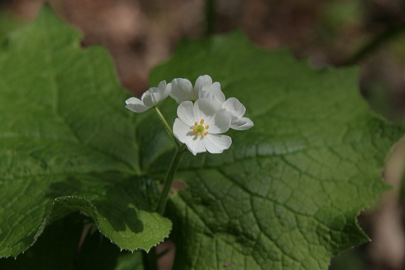 Image of Diphylleia grayi specimen.