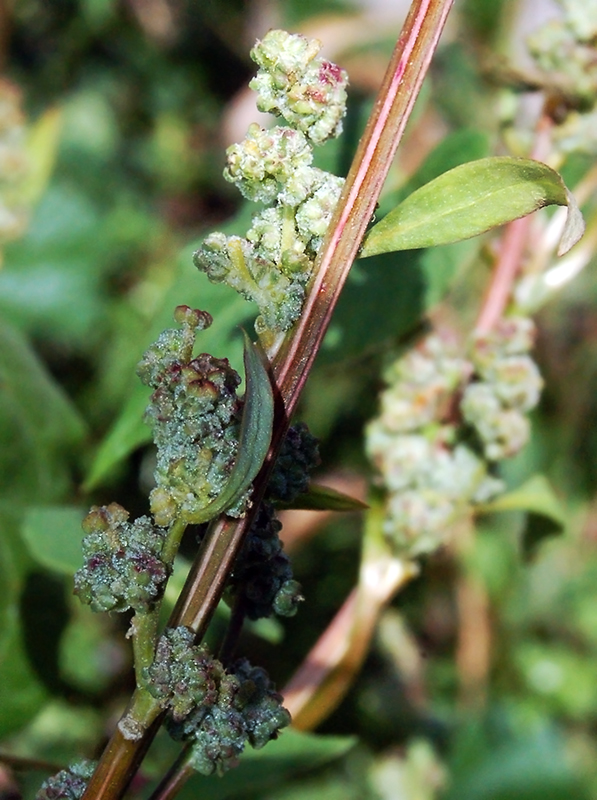 Изображение особи Chenopodium album.