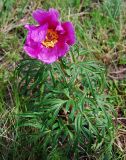 Paeonia hybrida