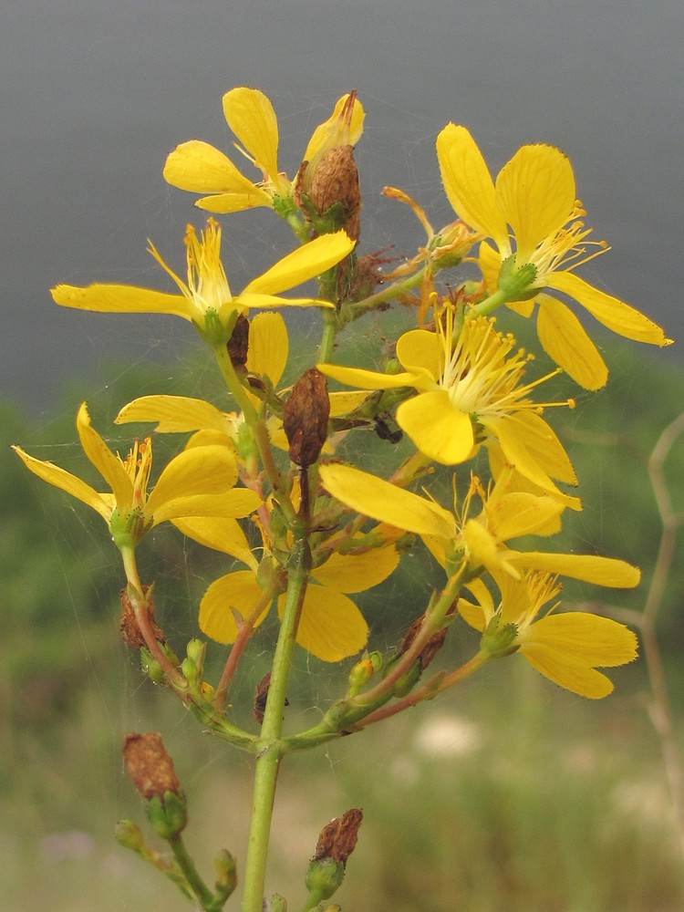 Image of Hypericum elongatum specimen.