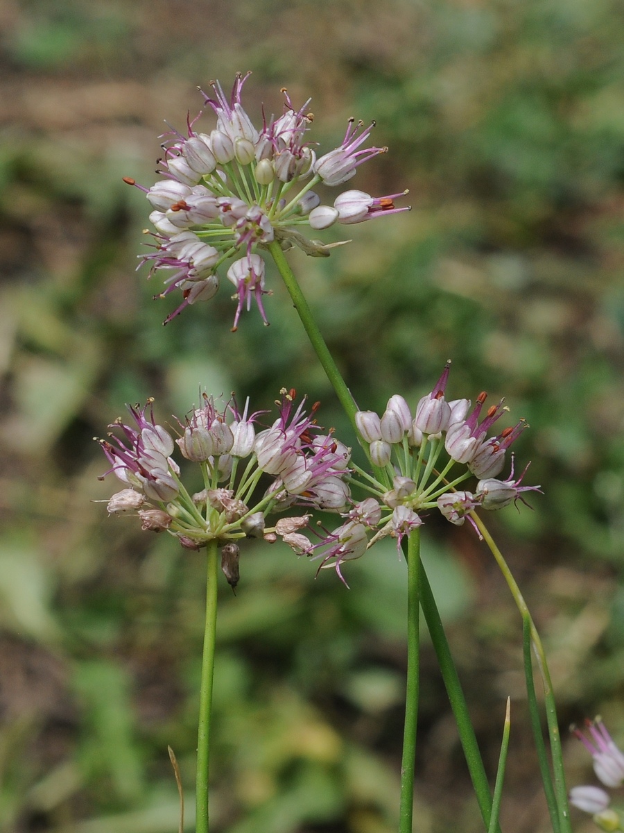 Image of Allium tianschanicum specimen.