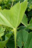 Alchemilla brevidens. Лист. Крым, луговина на Бабуган яйле. 1 июля 2009 г.