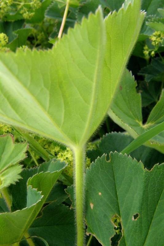 Image of Alchemilla brevidens specimen.