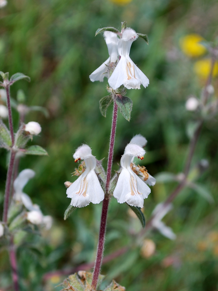 Изображение особи Phlomoides impressa.