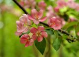 Malus × purpurea. Верхушка побега с соцветием. Московская обл., г. Железнодорожный, в культуре. 15.05.2014.