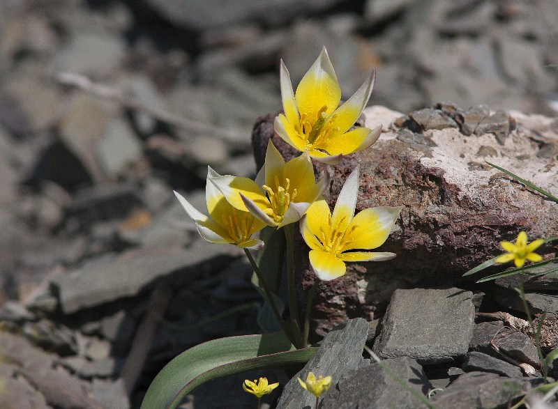 Изображение особи Tulipa orthopoda.