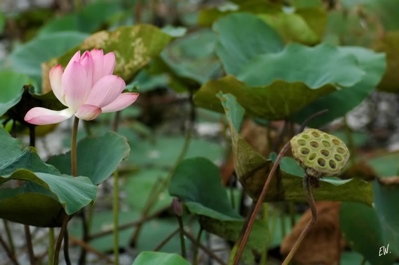 Image of Nelumbo nucifera specimen.