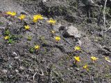 Colchicum luteum