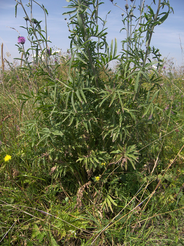 Image of Centaurea apiculata specimen.