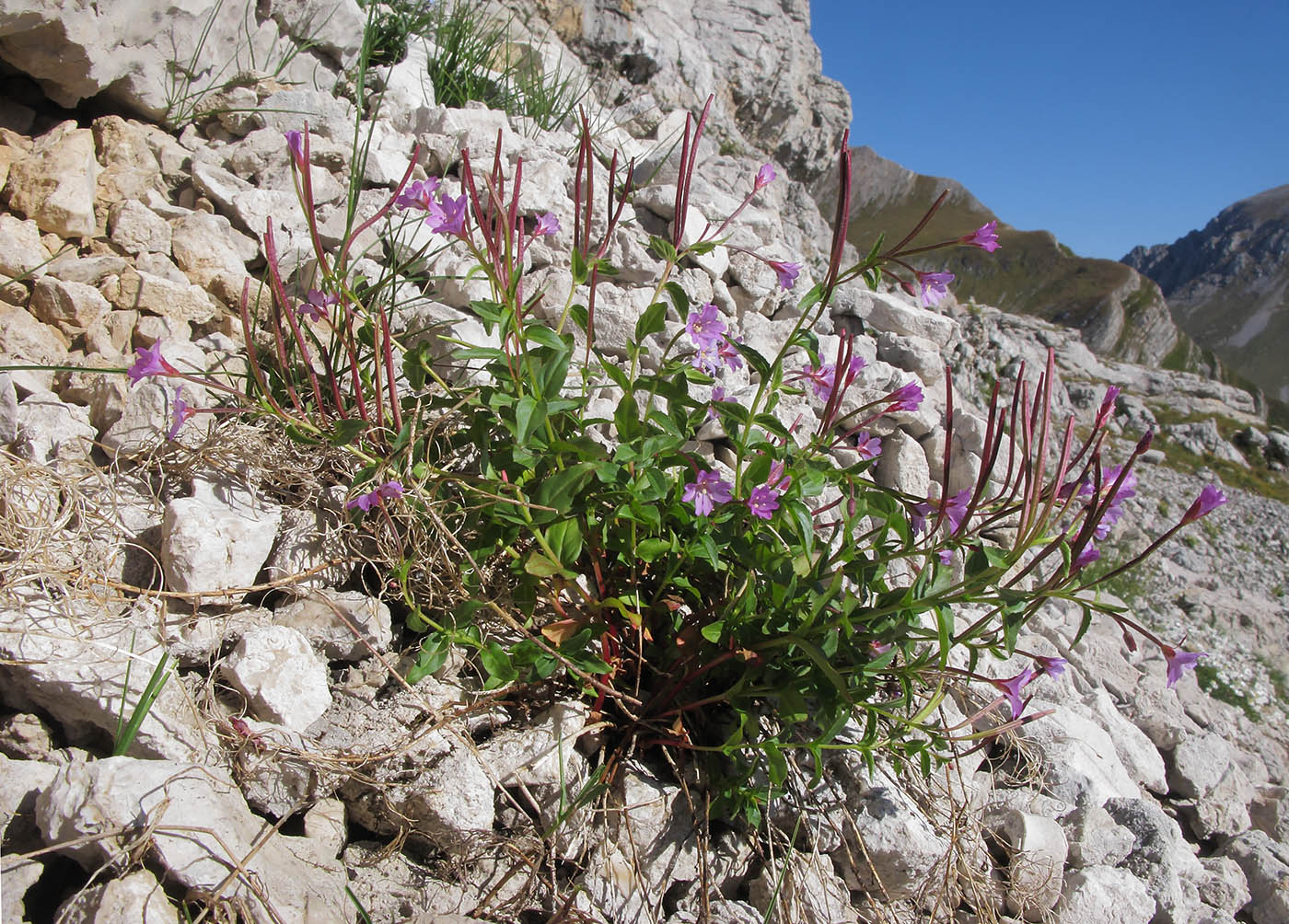 Image of Epilobium algidum specimen.