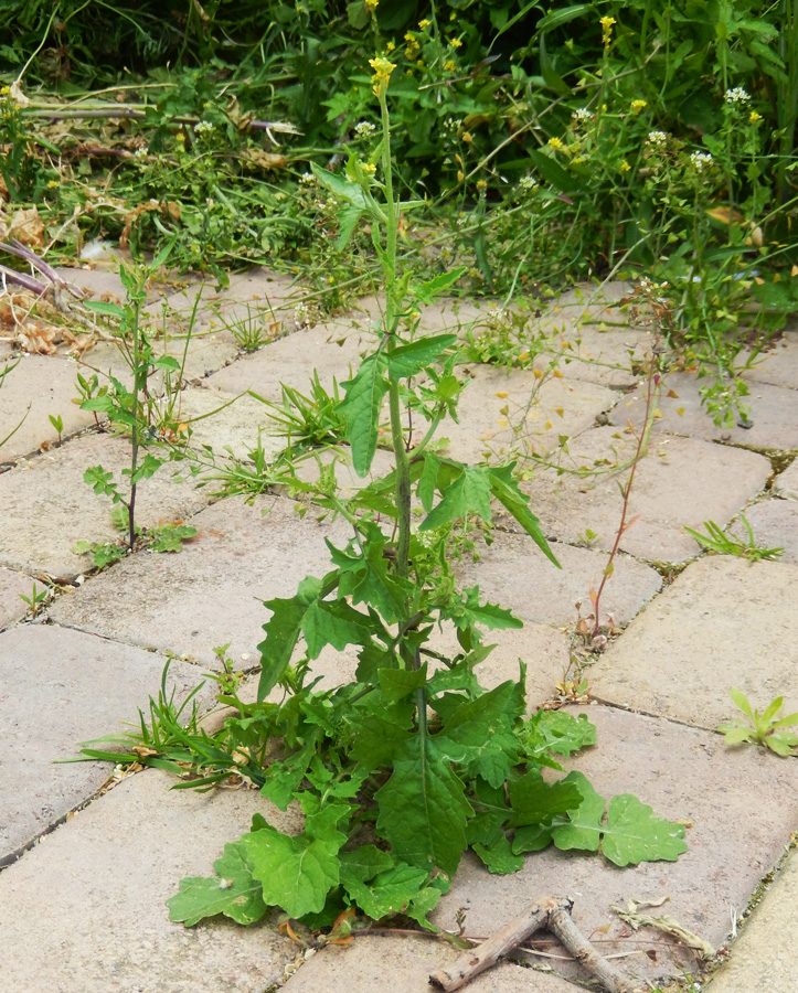 Изображение особи Sisymbrium officinale.