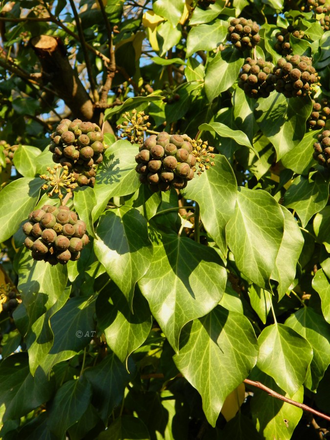 Image of Hedera helix specimen.