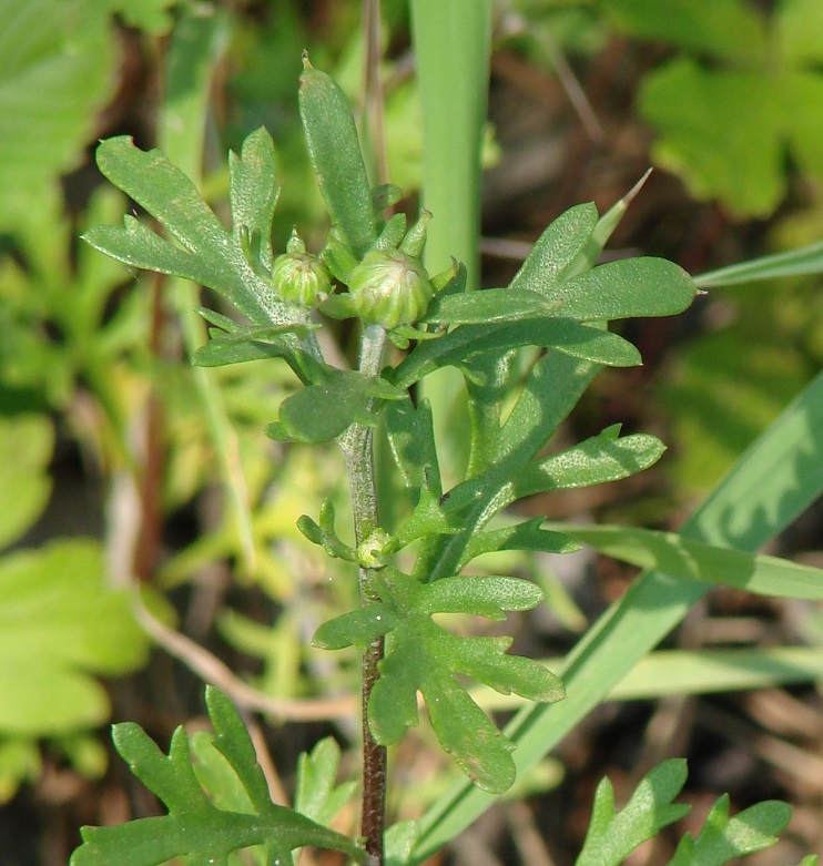 Image of Chrysanthemum zawadskii specimen.