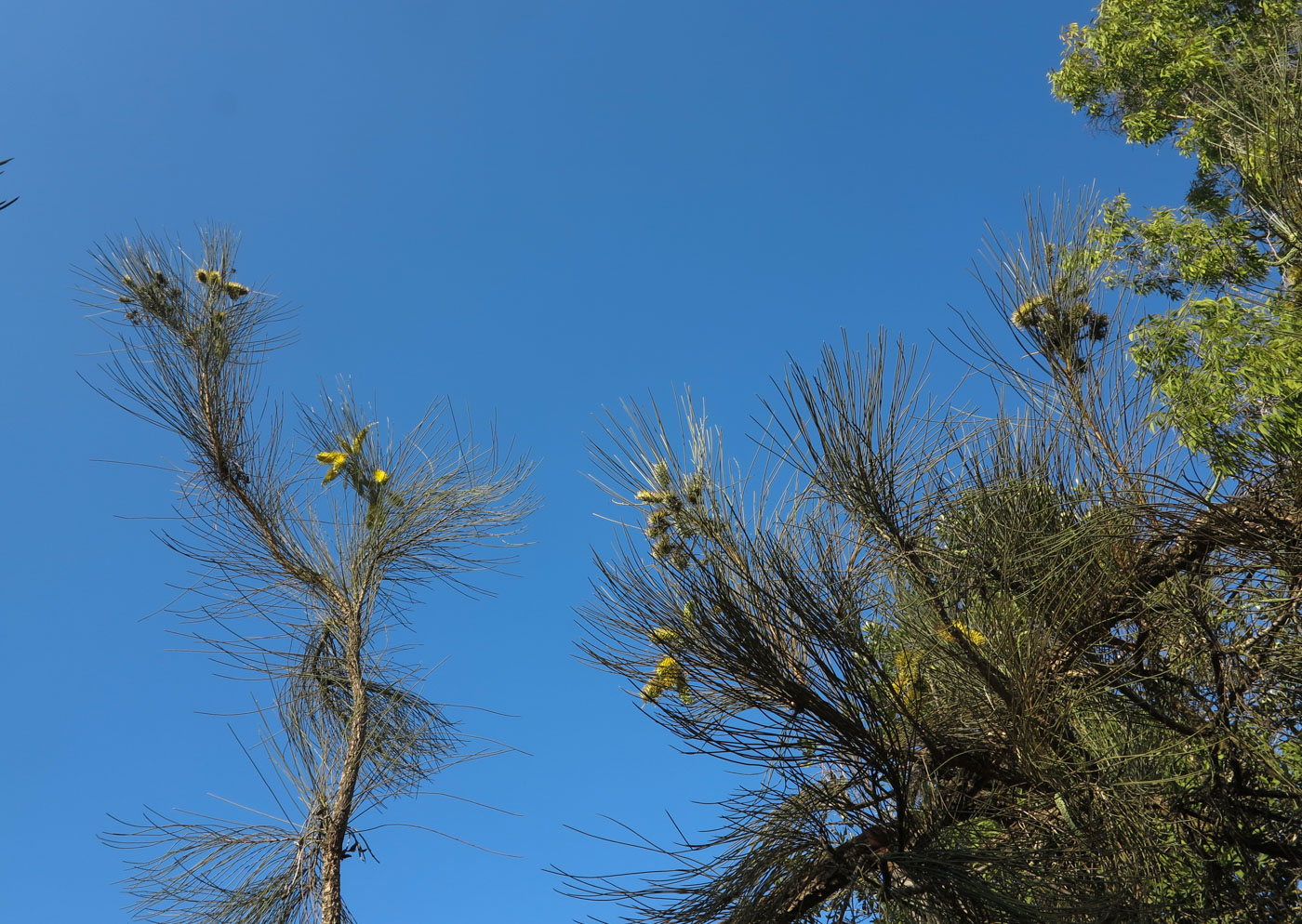 Image of Hakea chordophylla specimen.