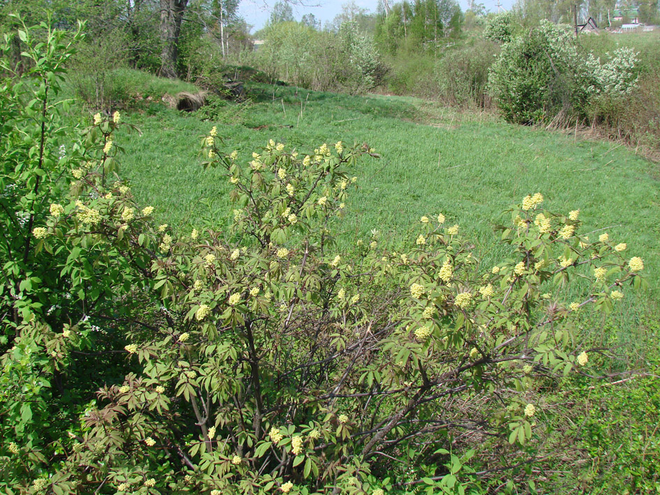 Изображение особи Sambucus racemosa.