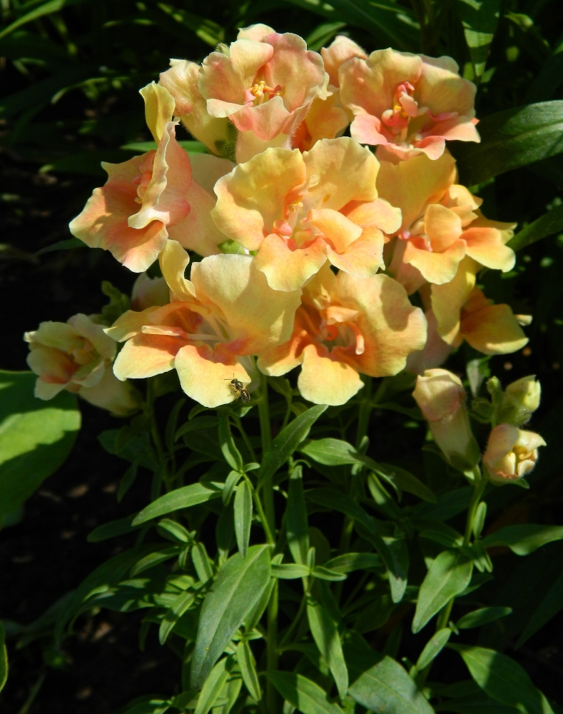 Изображение особи Antirrhinum majus.