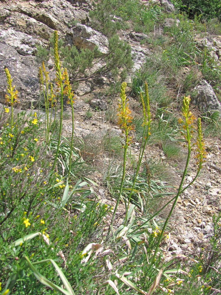 Изображение особи Eremurus jungei.