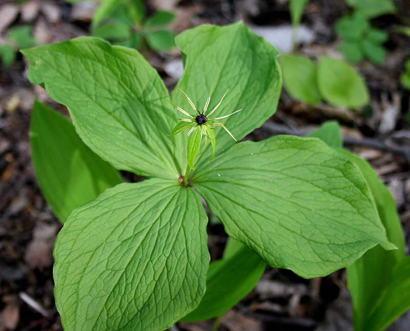 Image of Paris quadrifolia specimen.