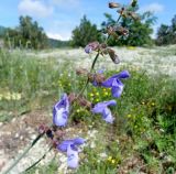 Salvia ringens