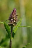 Stachys palustris