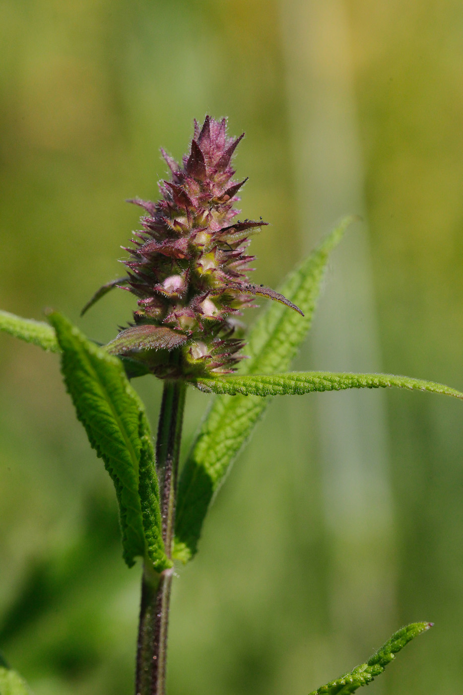 Изображение особи Stachys palustris.