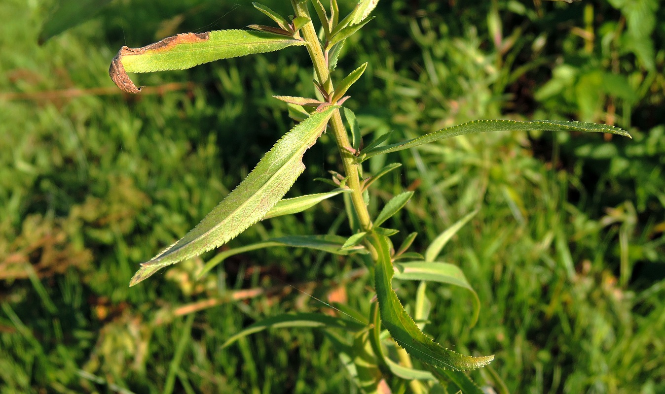 Image of Achillea cartilaginea specimen.