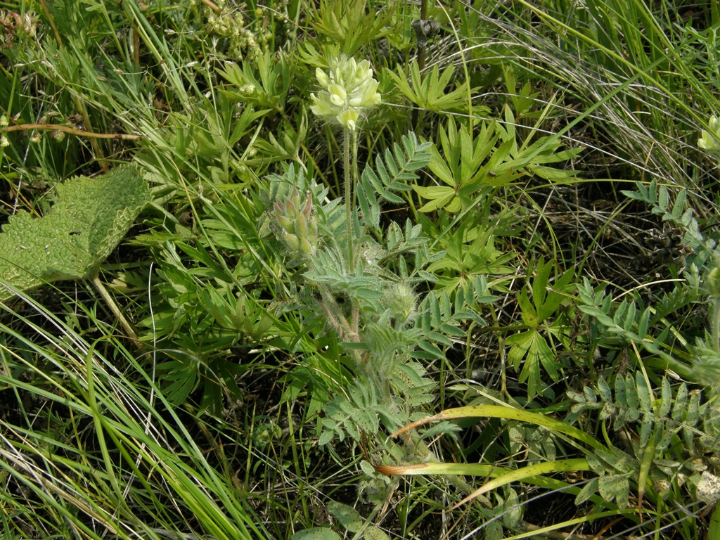 Image of Oxytropis pilosa specimen.