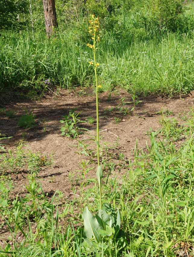 Image of Ligularia altaica specimen.