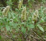 Salix lanata