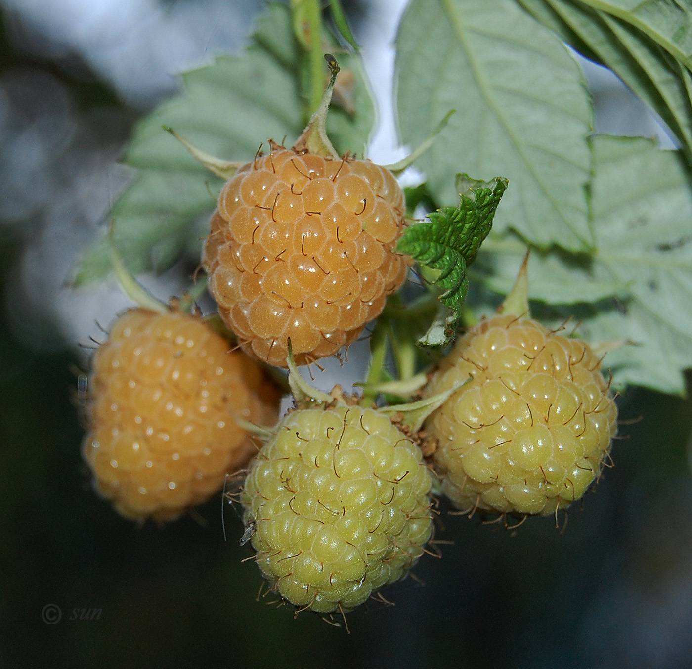 Изображение особи Rubus idaeus.