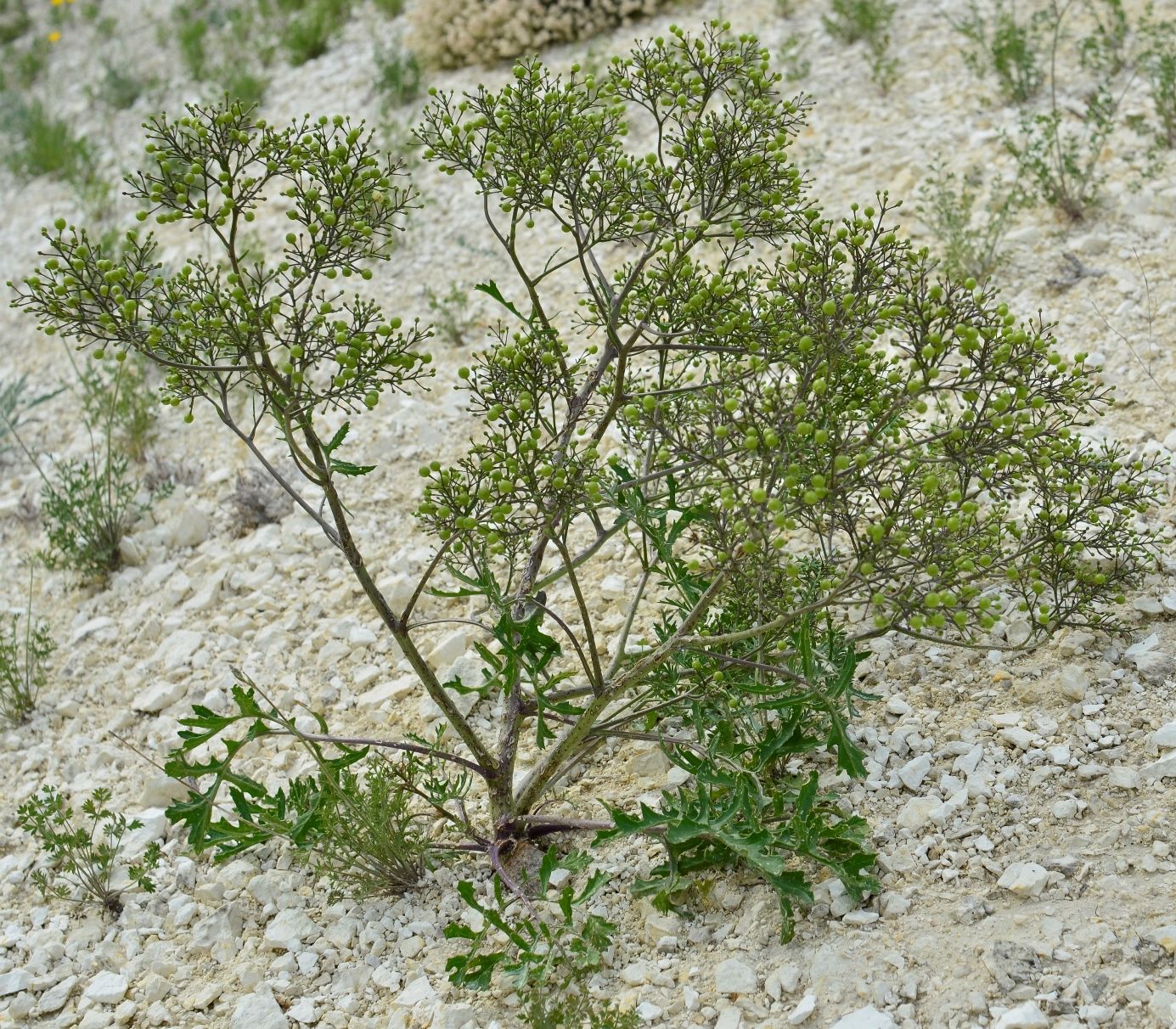 Изображение особи Crambe aspera.