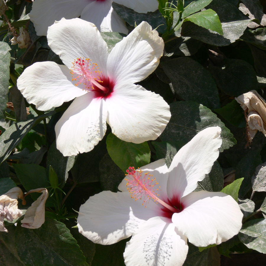 Image of Hibiscus rosa-sinensis specimen.