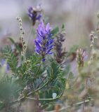 Смотреть изображение Astragalus adsurgens