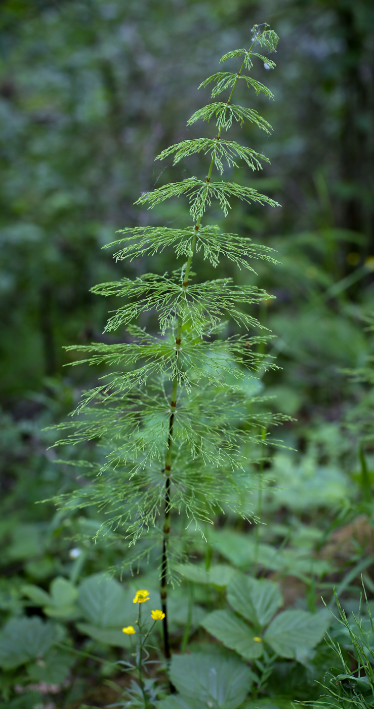 Image of Equisetum sylvaticum specimen.