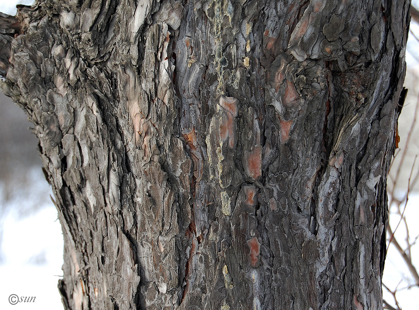 Image of Pinus sylvestris specimen.
