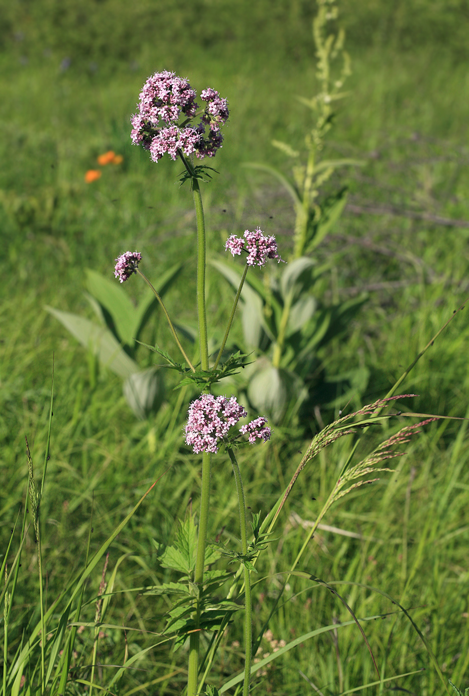 Изображение особи Valeriana amurensis.