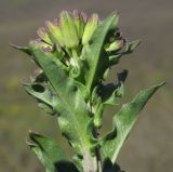 Erysimum cuspidatum