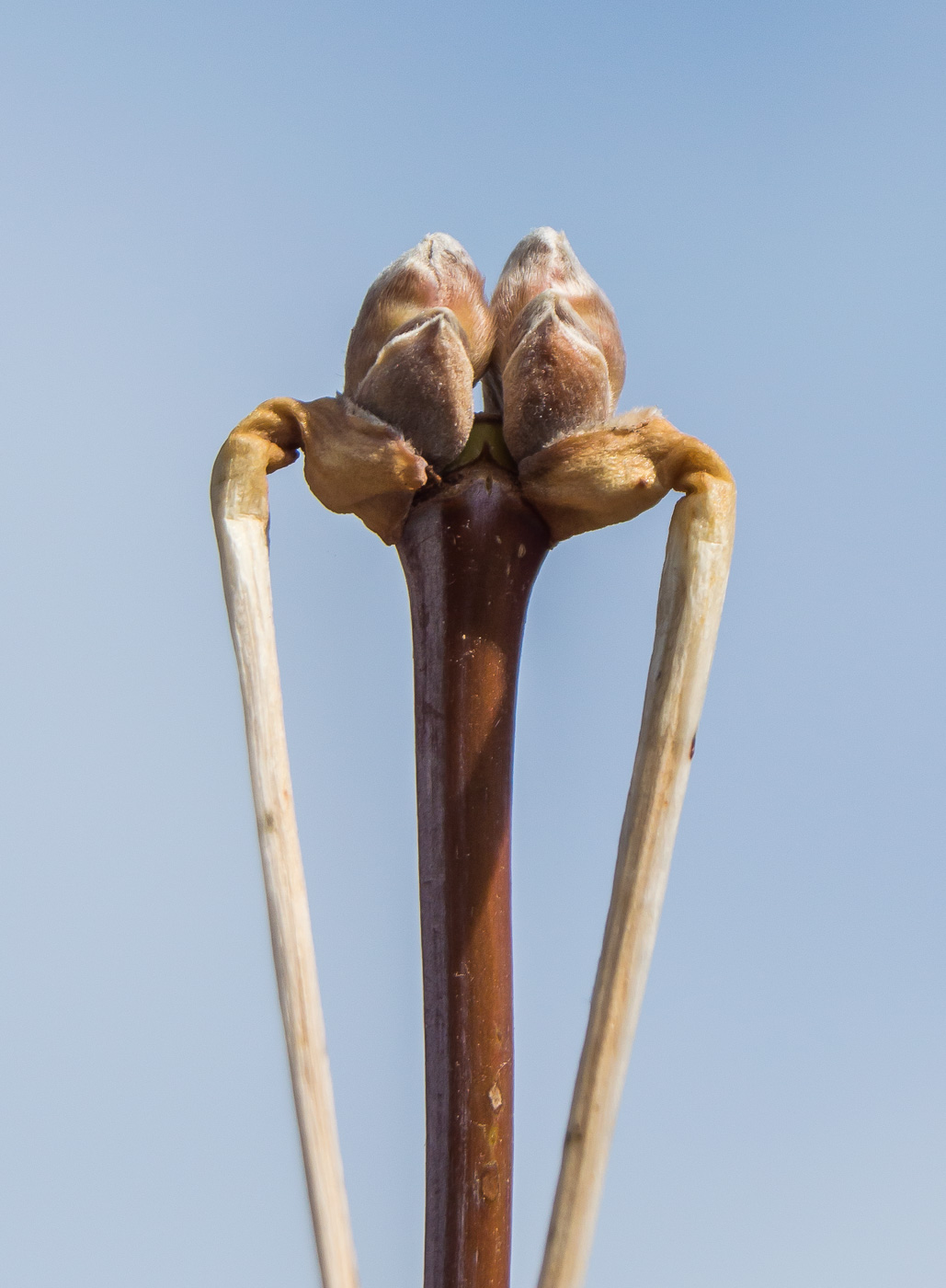 Image of Acer negundo specimen.