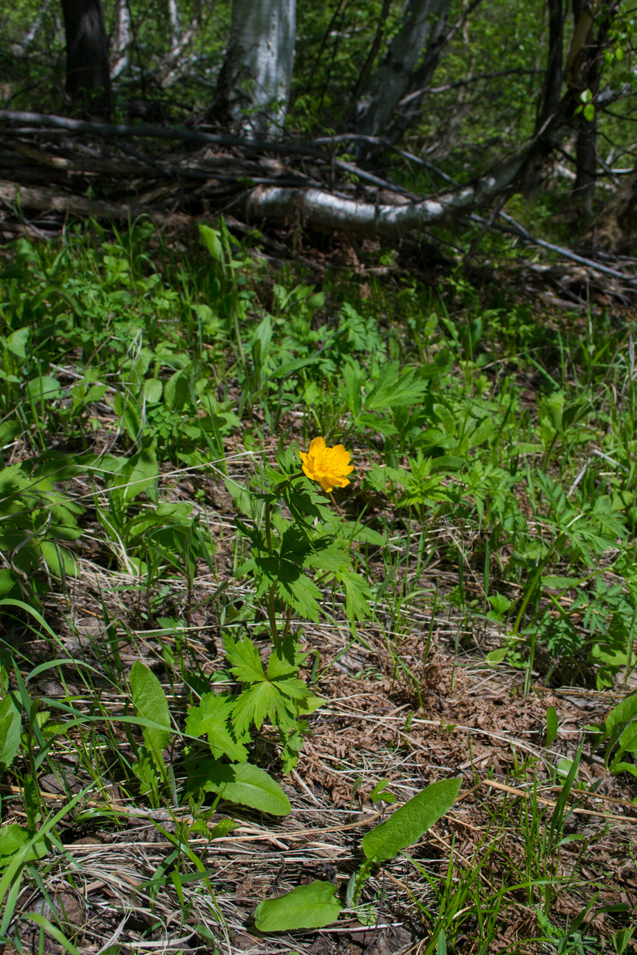 Image of Trollius asiaticus specimen.