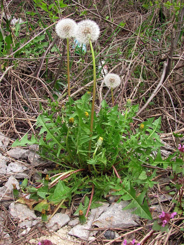 Изображение особи род Taraxacum.