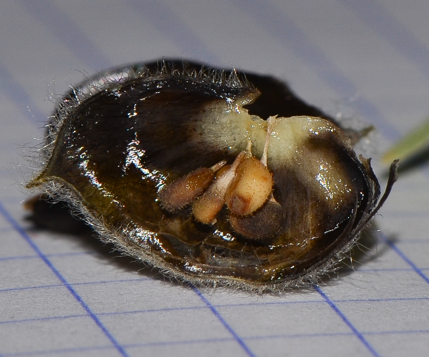 Image of Abutilon grandifolium specimen.