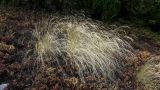 familia Poaceae