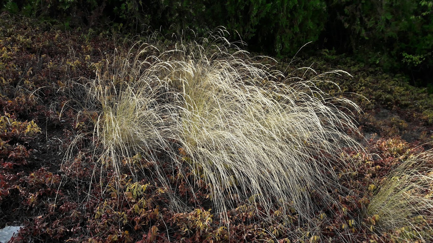 Изображение особи семейство Poaceae.