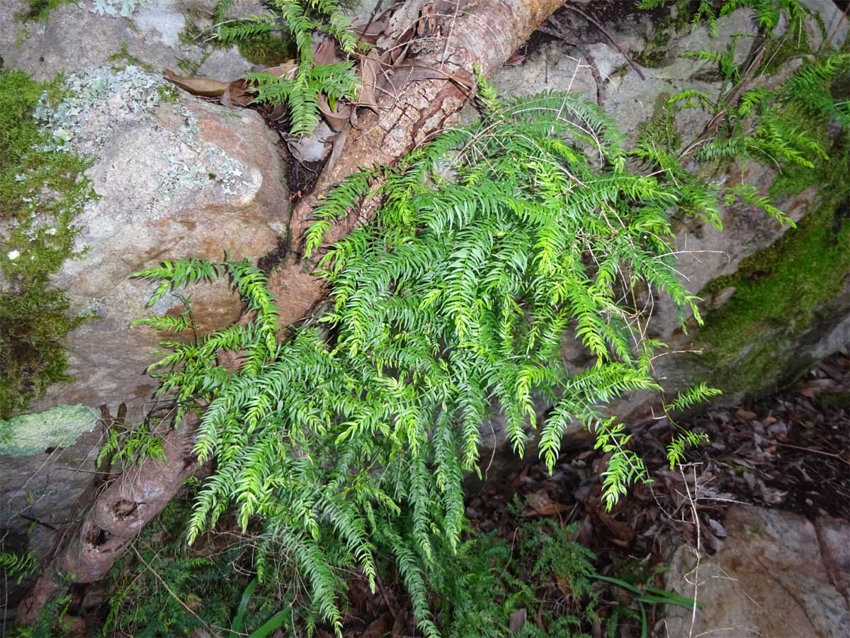 Image of Asparagus scandens specimen.