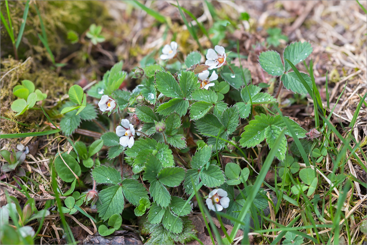 Изображение особи Potentilla micrantha.