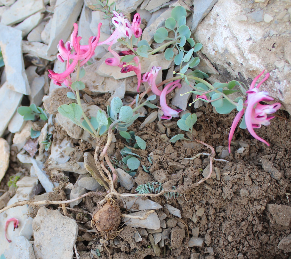 Image of Corydalis kamelinii specimen.