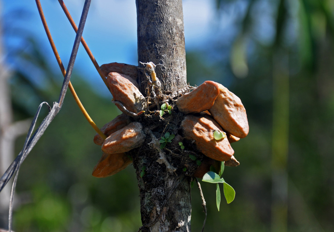 Image of Dischidia major specimen.